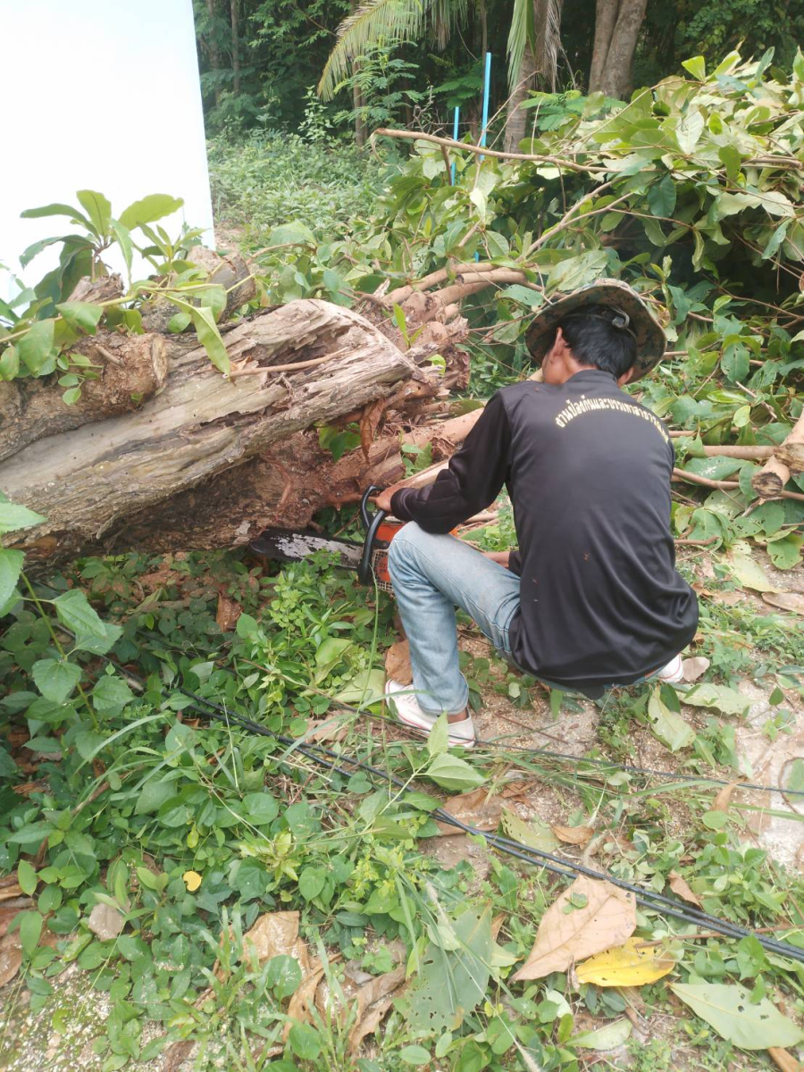 งานป้องกันและบรรเทาสาธารณภัย ออกปฏิบัติหน้าที่ตัดต้นไม้ที่ล้มทับสายไฟ